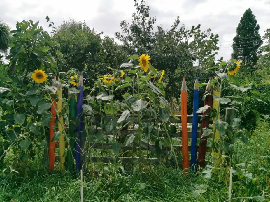 Sunflowers and garden